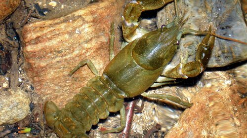 Inventaire des écrevisses à pattes blanches sur la bassin versant de l'Alagnon