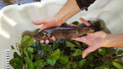 Suivi des populations piscicoles 2021