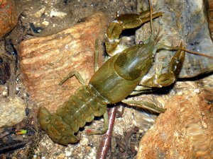 Inventaire des écrevisses à pattes blanches sur la bassin versant de l'Alagnon