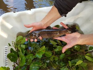 Suivi des populations piscicoles 2021